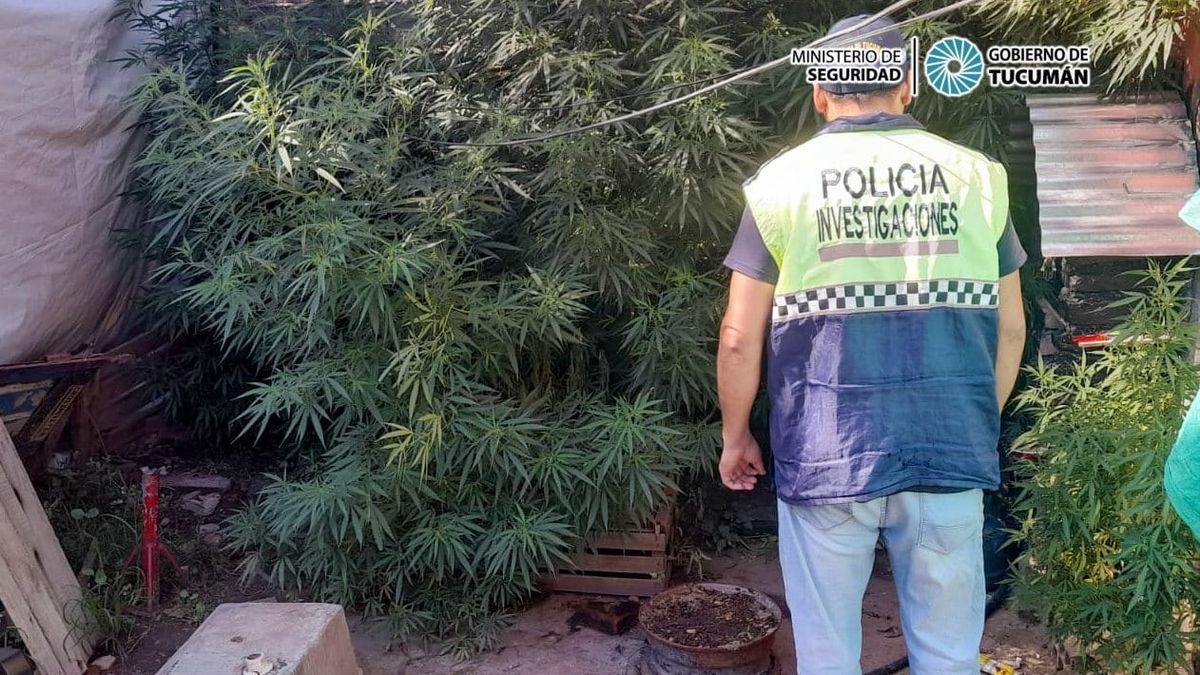 Allanamiento Por Motoarrebato Secuestraron Plantas De Marihuana