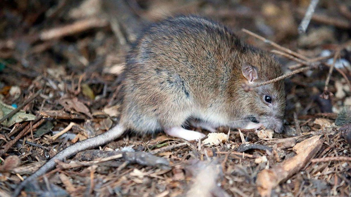 Hantavirus Qué es esta enfermedad y cómo se previene