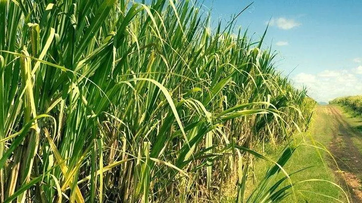 Las diferencias entre heladas meteorológicas y las agronómicas