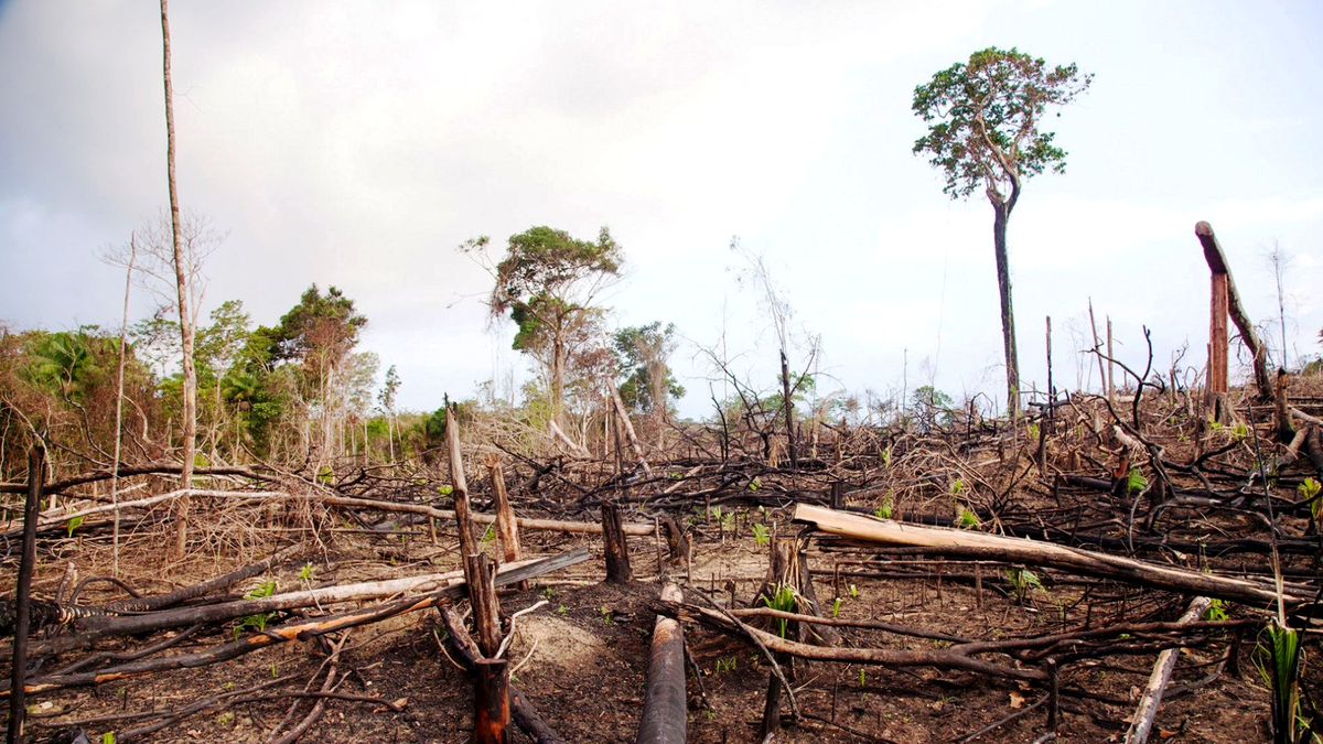 Deforestación se perdieron más de 80 mil hectáreas en el norte del