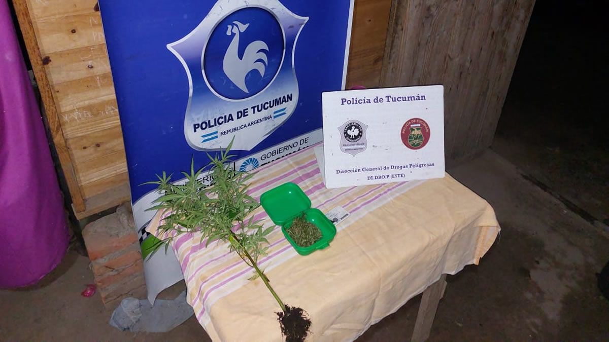 Ranchillos Secuestran Una Planta De Marihuana