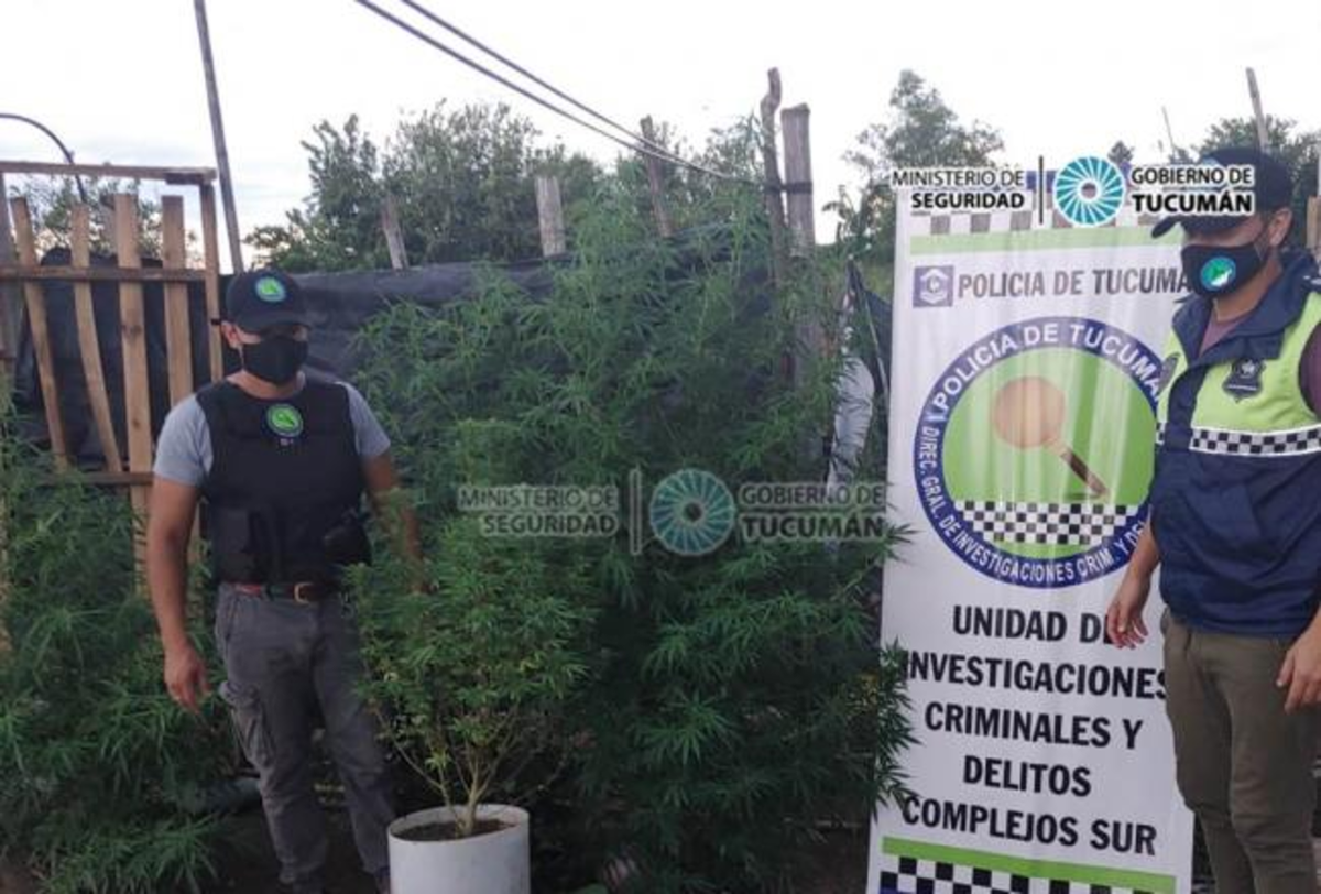 Secuestran Plantas De Marihuana Y Recuperan Objetos Robados