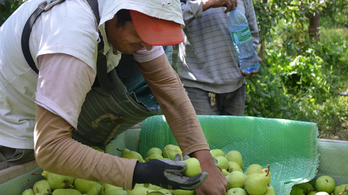 Gestionan el regreso de obreros golondrinas de R&iacute;o Negro