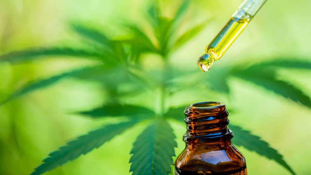 Cannabis medicinal: extienden la autorización para cultivar