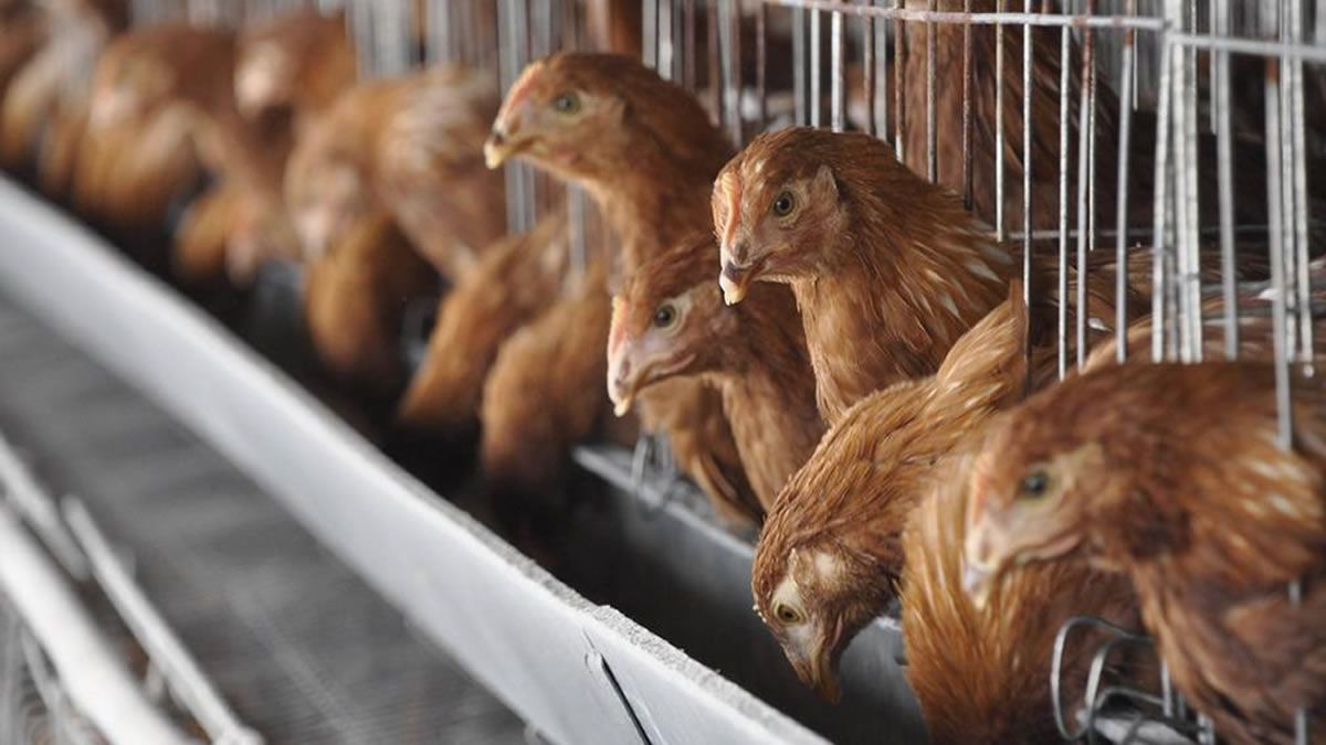 En Brasil están prohibiendo ferias con aves por la gripe aviar