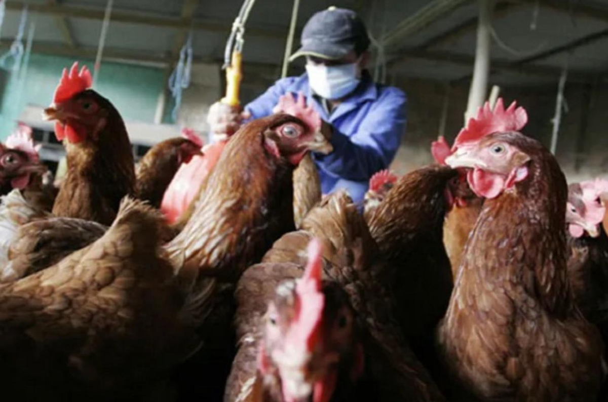 Gripe aviar: analizarán medidas para profundizar los controles