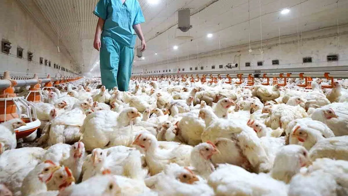 Confirman tres casos positivos de gripe aviar en granjas comerciales