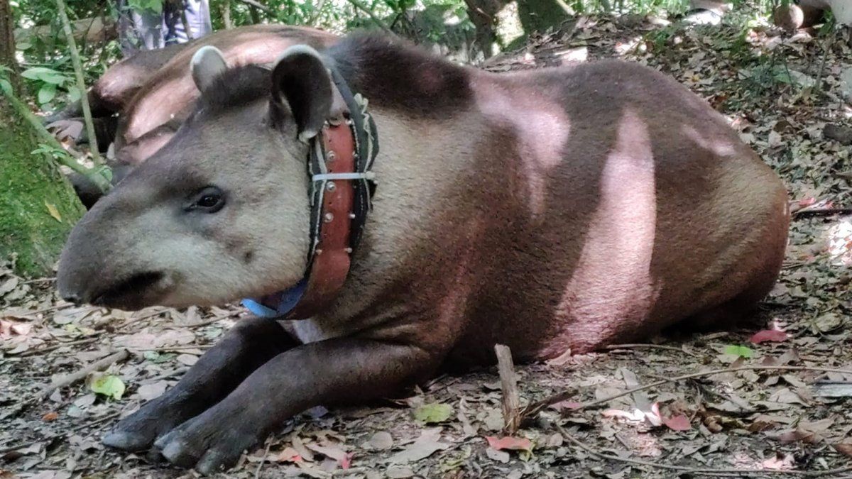 Muerte de la tapir Suyana: secuestran armas y municiones