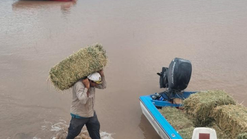 Despliegan un operativo para rescatar animales de pastoreo en el sur