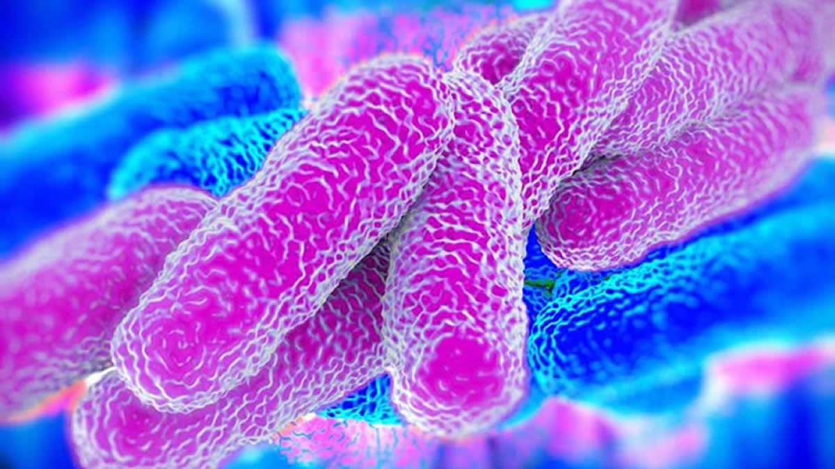 Legionella: cuáles son las características de esta bacteria