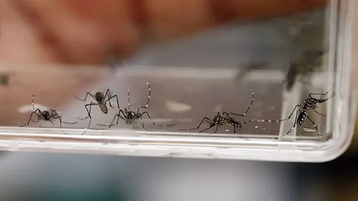 Advierten sobre un nuevo síntoma del dengue