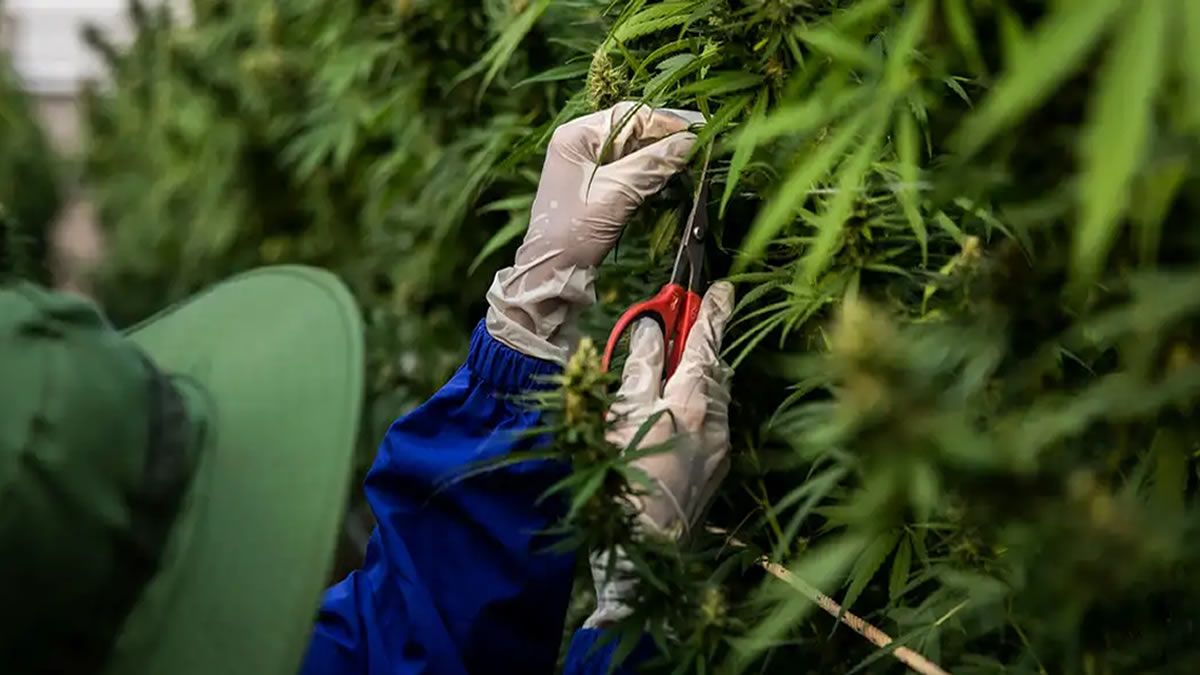 Colombia: El Senado rechazó la legalización del cannabis