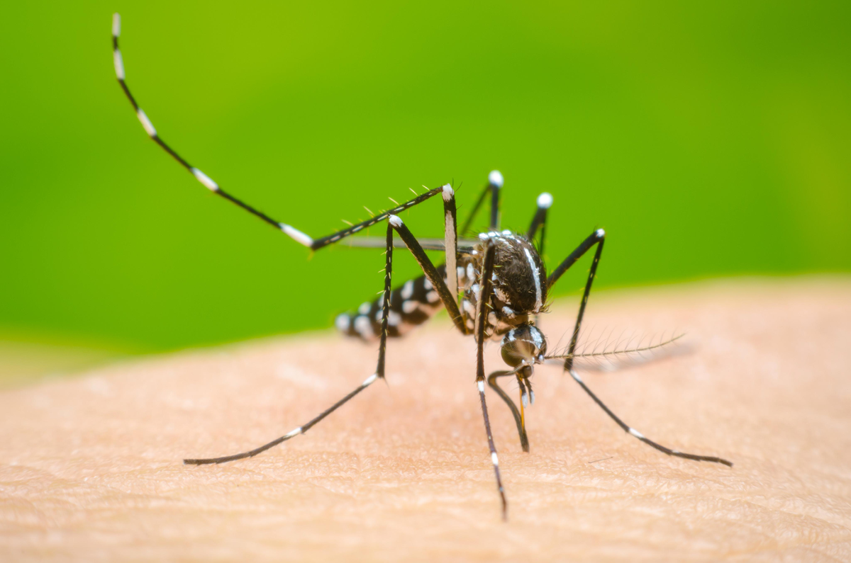 Dengue: Como prevenir y cuáles son los potenciales criaderos