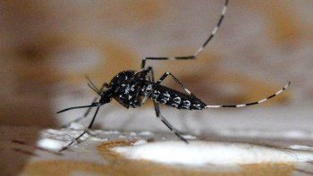 Chikungunya: confirman 155 casos y destacan que la curva “no crece de forma exponencial”