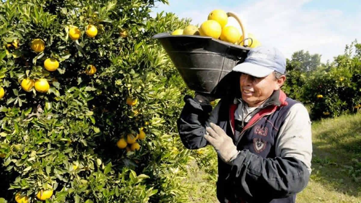 Sequía: la producción de limones bajó un 30% en Tucumán