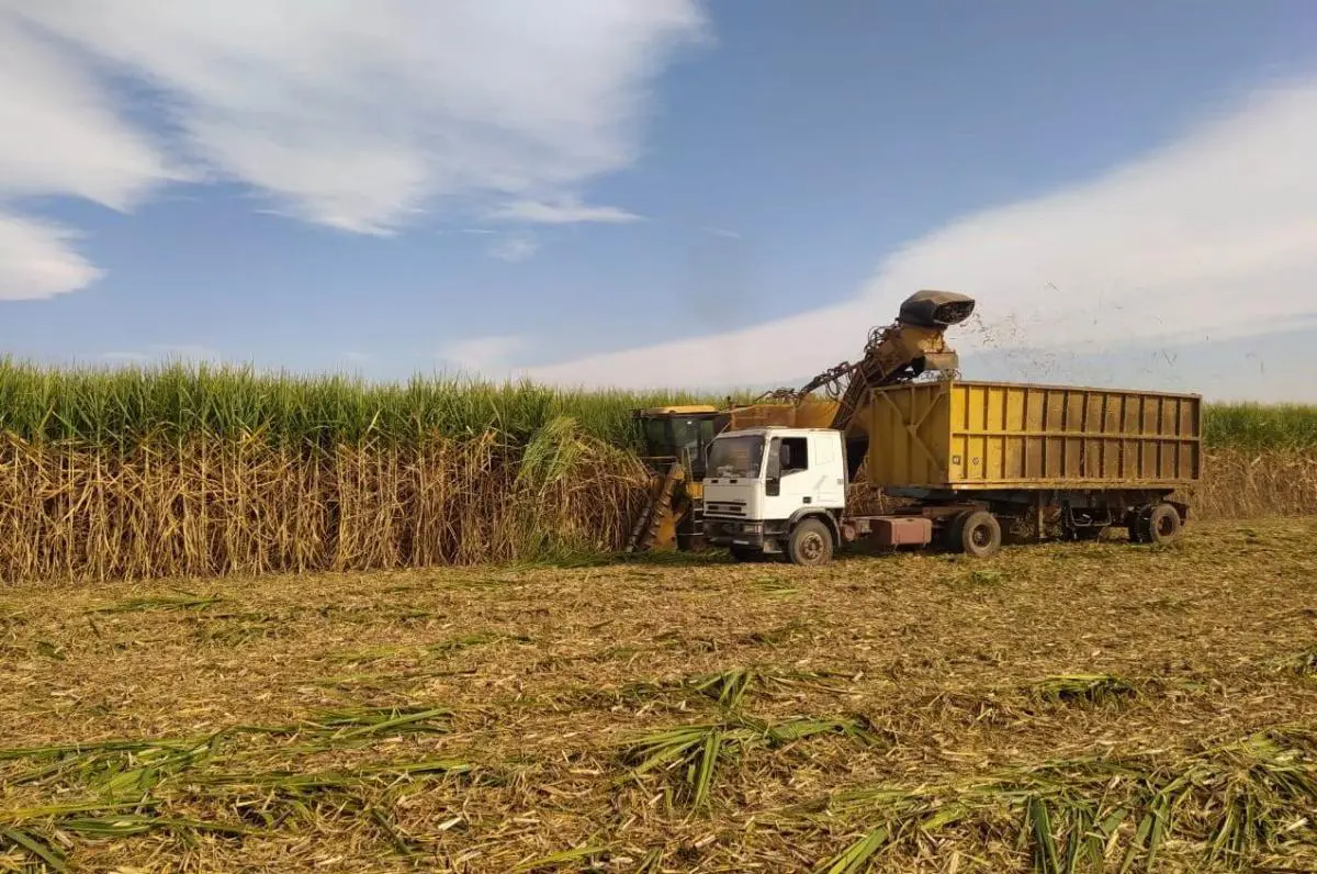 Comercio de azúcar: ¿Cuáles son las asimetrías entre Argentina y Brasil?