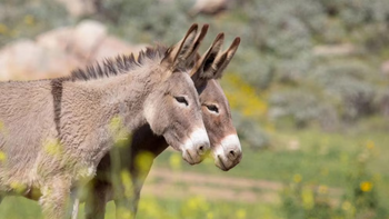 Venta de carne de burro: 