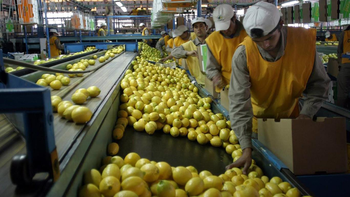 ACNOA y el citrus orgánico a Europa: 