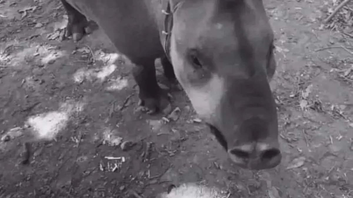 Muerte de la tapir Suyana: Hay poco interés de la justicia