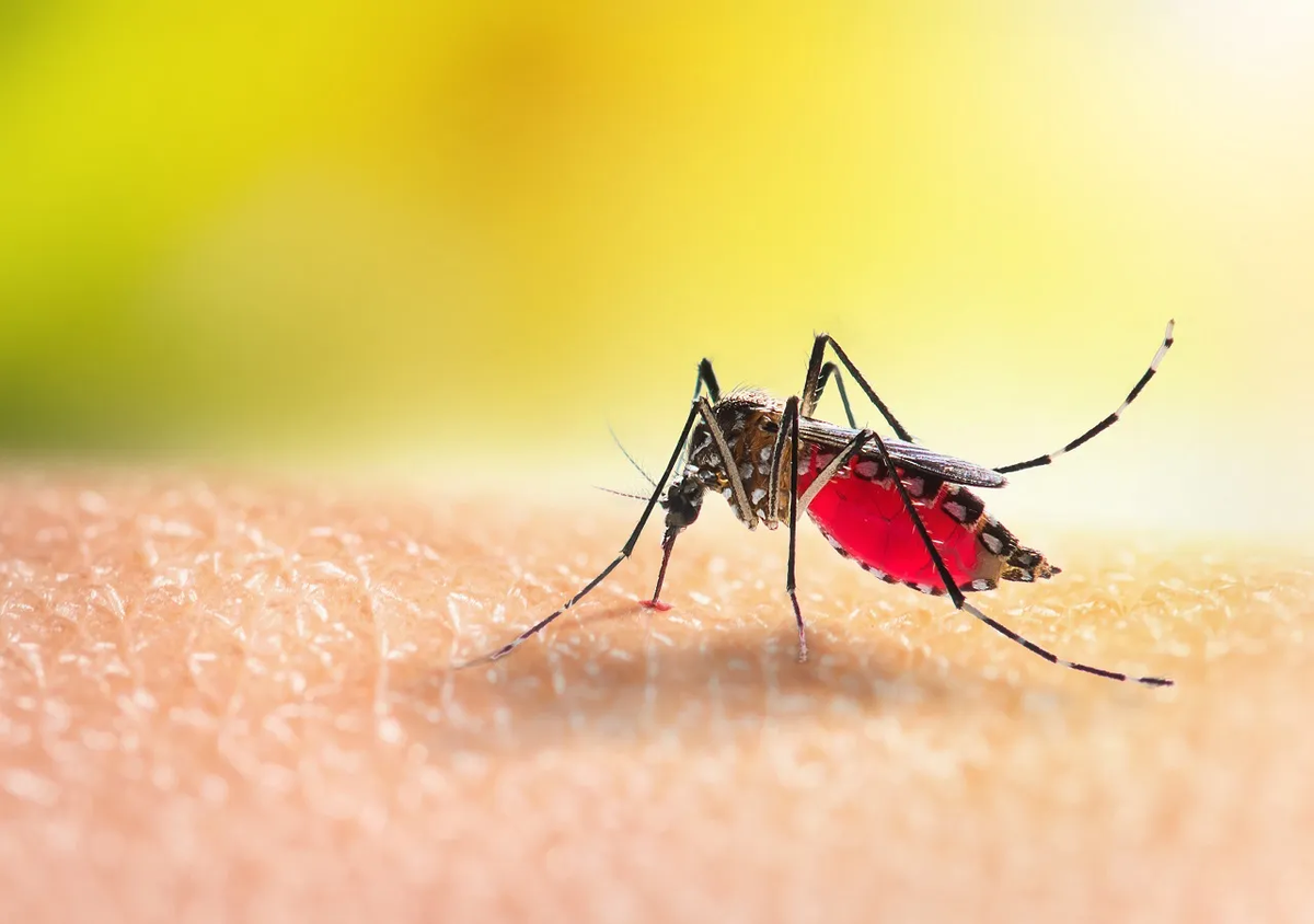 Dengue: continúa el descenso de casos a nivel nacional