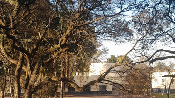 Tras la densa neblina, cómo seguirá el tiempo en Tucumán
