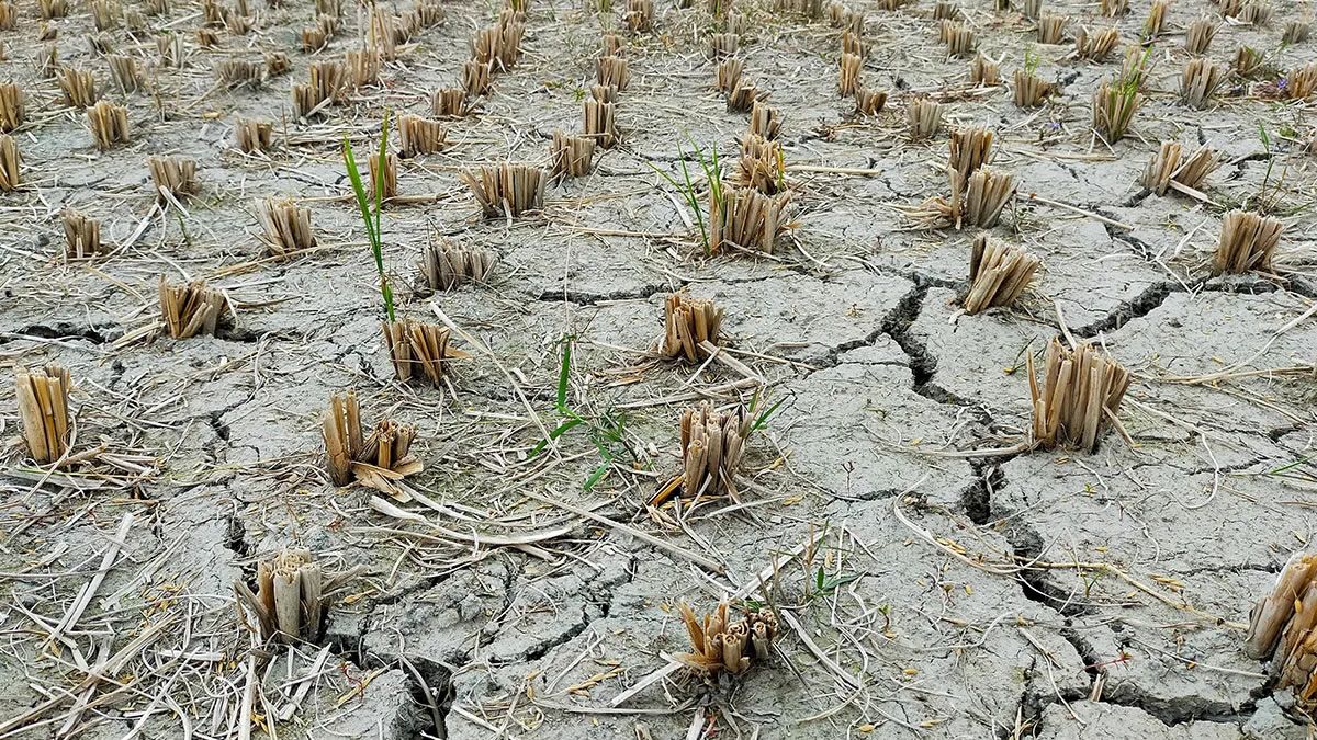 Sequía: el Ministerio de Economía analiza medidas