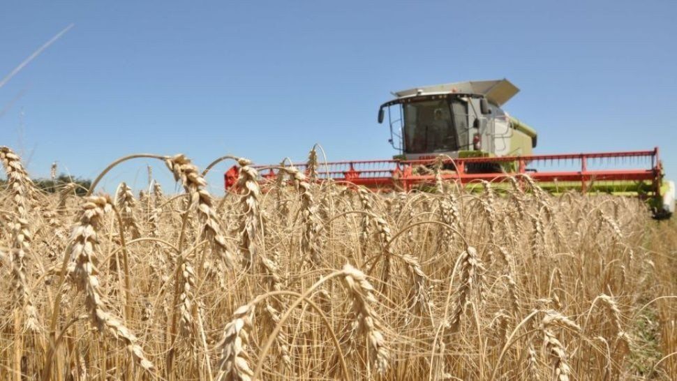Agroindustria estima una cosecha de trigo un 8,1% por encima de la campaña pasada