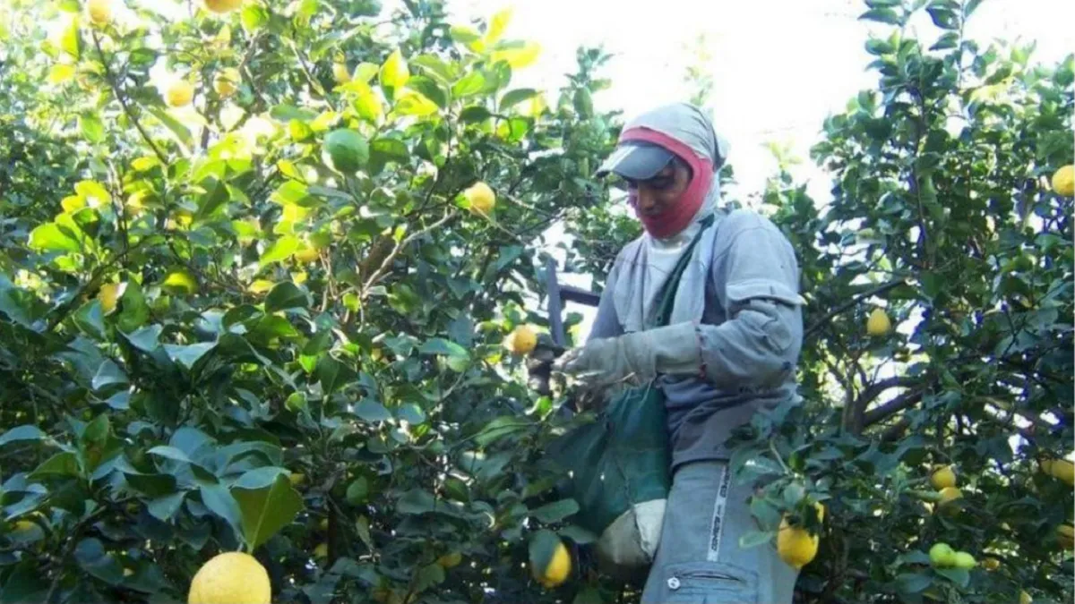 Ricardo Ferreyra, delegado regional de UATRE, habl&oacute; de los problemas que afronta la actividad del citrus.