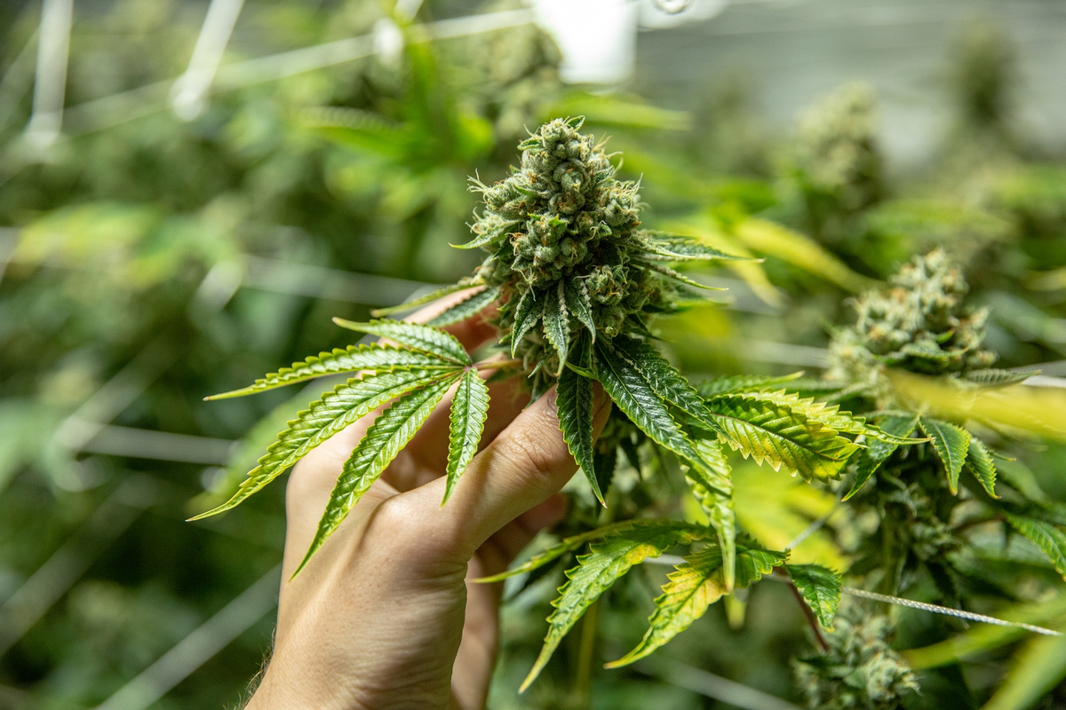 Modificaron los requisitos para ingresar al Registro del Programa de Cannabis.