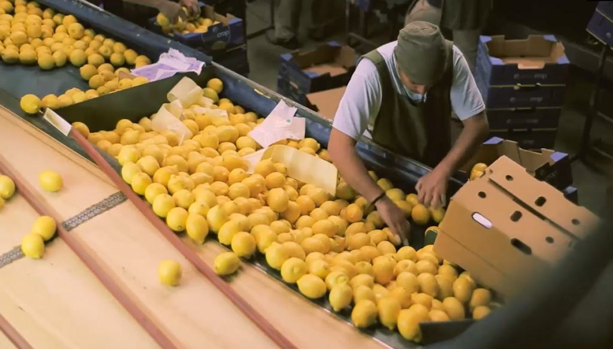 Instituto de Fomento del Limón: No consideró que sea una intervención