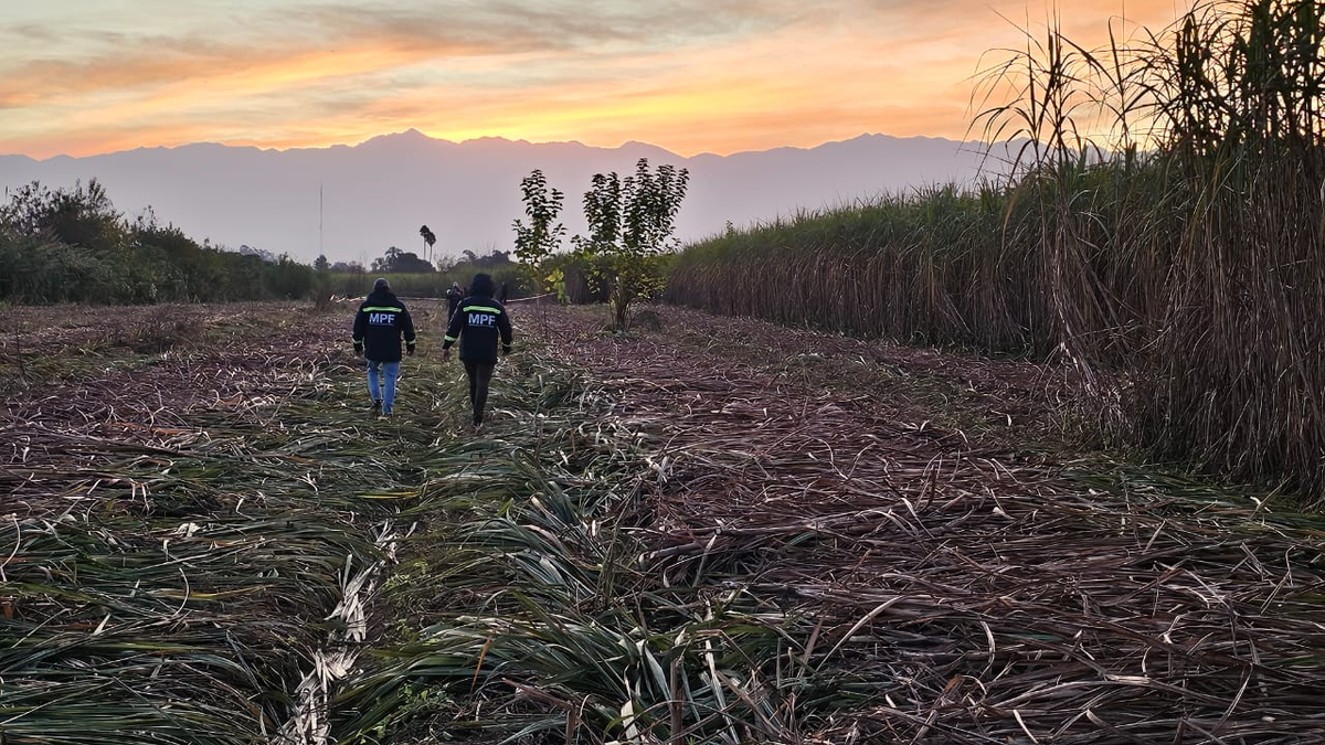 Concepción: encontraron un cuerpo en un cañaveral.