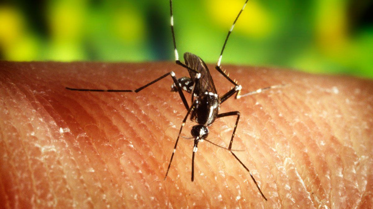 Dengue: bloqueo y prevención en zona noroeste de la ciudad
