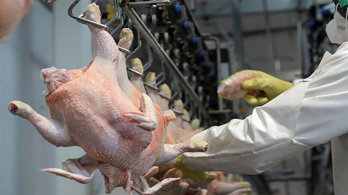 El pollo ya supera a la carne vacuna en consumo
