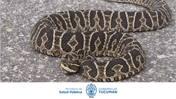 Alerta por animales ponzoñosos: Recomiendan cómo actuar ante mordeduras y picaduras