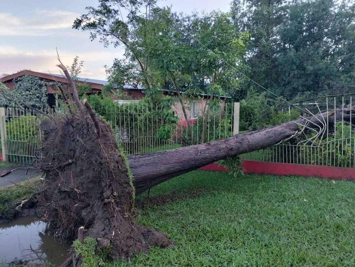 San Pedro: hubo voladura de techos y caída de árboles