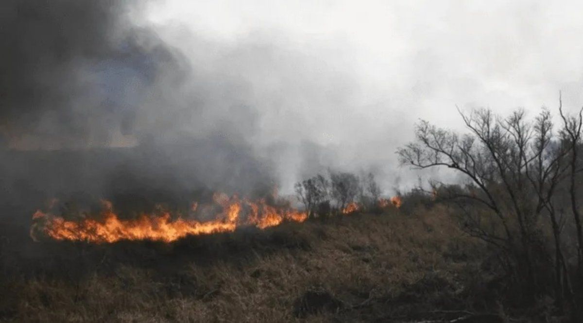 Incendios en el Delta: 170.000 hectáreas desaparecieron