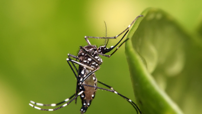Refuerzan las acciones para el control del brote de chikungunya
