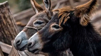 Carne de burro, otra opción: 