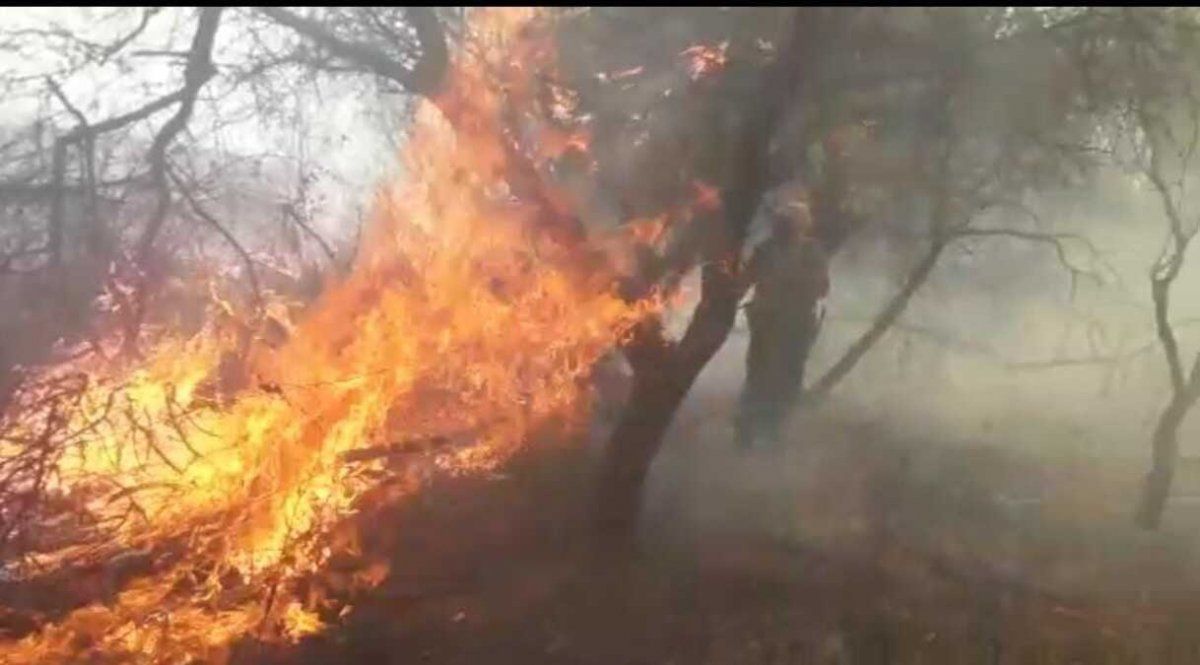 Los incendios culminaron con 20 hectáreas de bosque nativo