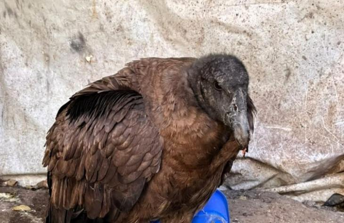 Asistieron a un cóndor andino caído en Chuscha