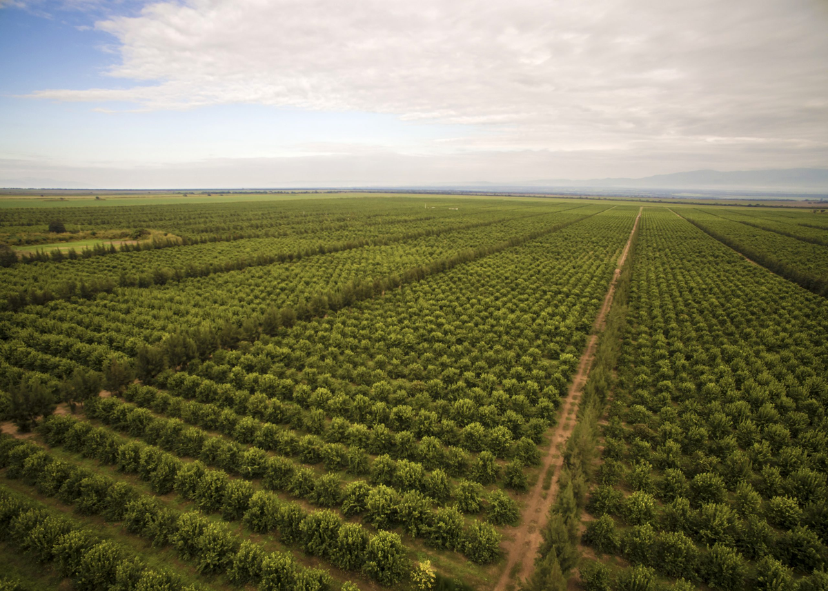 El limón tucumano llega a distintos mercados en el mundo. El limón tucumano llega a distintos mercados en el mundo.