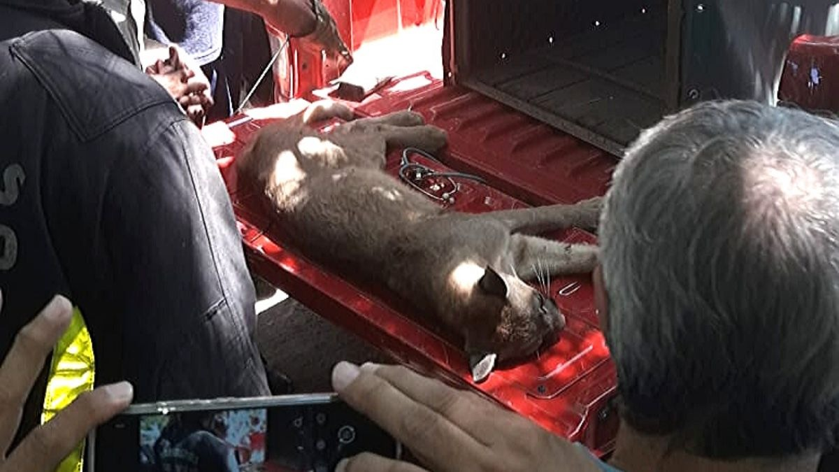 Un puma fue rescatado en el Club Médico de Los Nogales