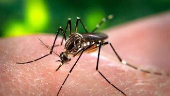 Chaco: la primera muerte por coinfección de dengue en el país