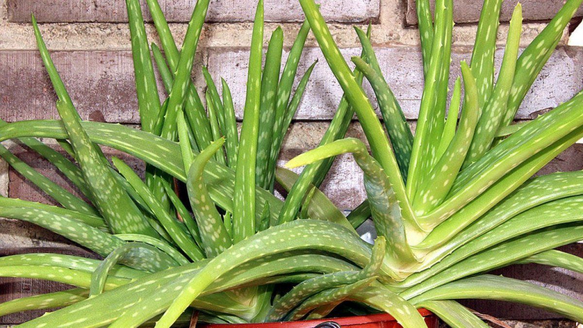 En el taller hablar&aacute;n de el Aloe Vera, muy usado para fines medicinales.