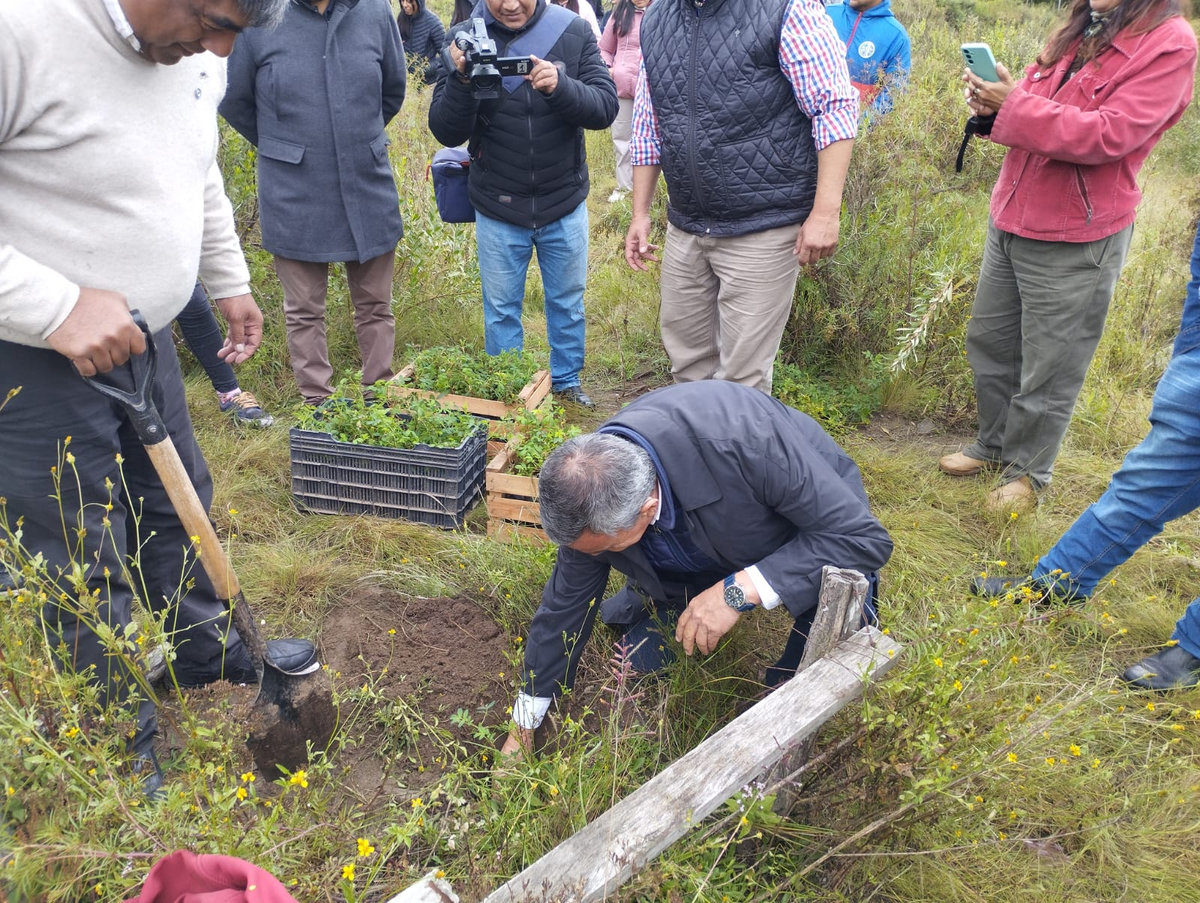 Tucumán apuesta a la reforestación con queñua en los Valles. Foto: Gobierno de Tucumán  
