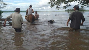 Organizan una colecta para asistir a productores y animales afectados por las inundaciones