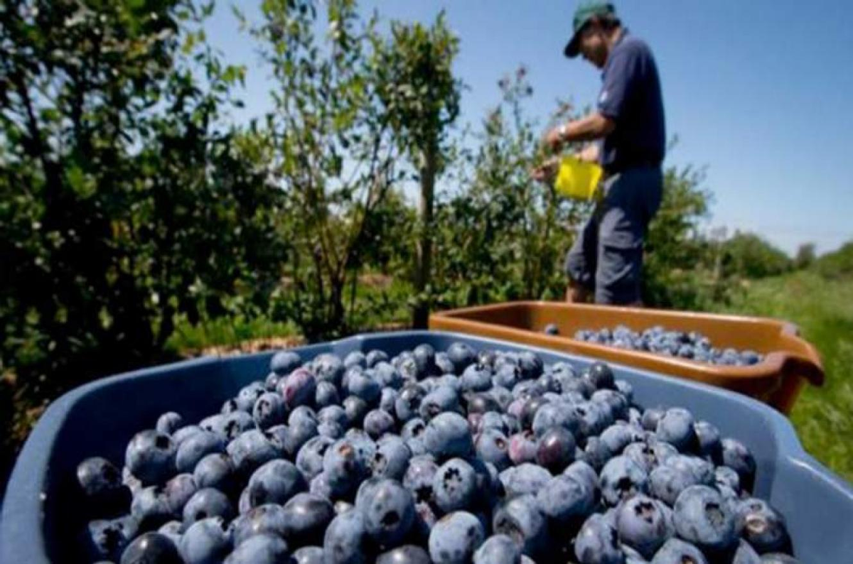 Productores de Ar&aacute;ndano de Tucum&aacute;n.