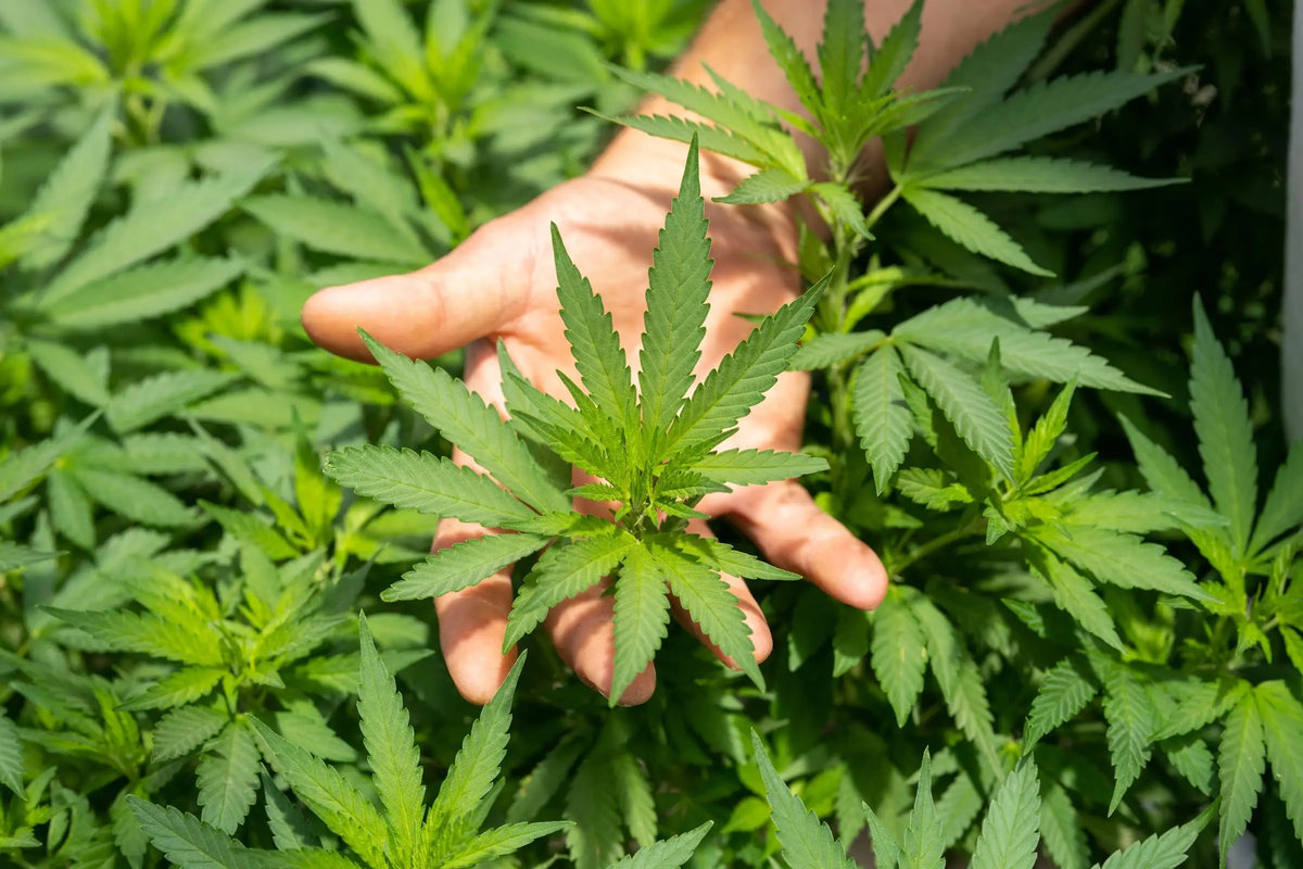 Industria del cannabis: Tenemos una tierra muy buena para el cáñamo