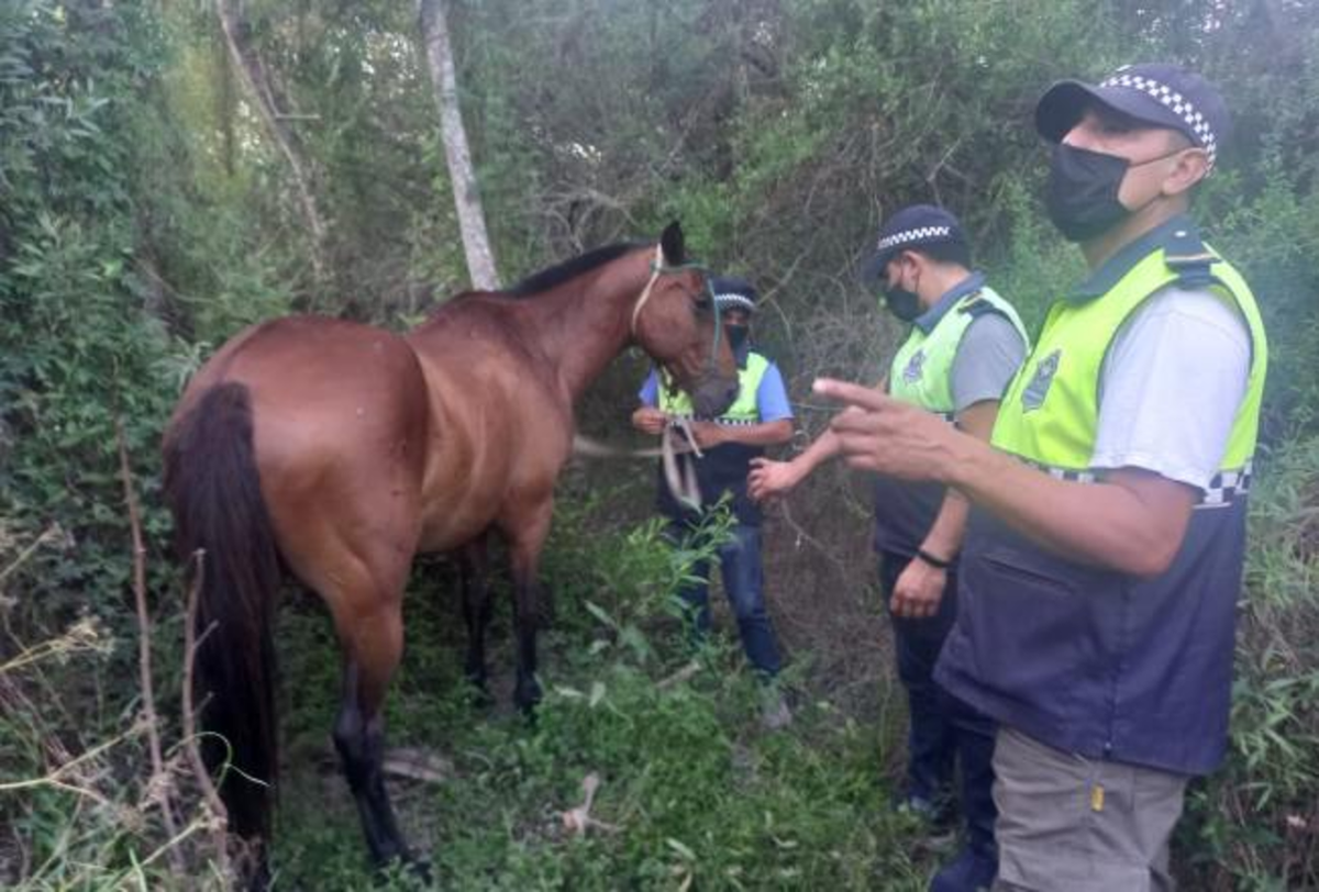 El caballo robado en Leales estaba en total abandono cuando lo encontraron.