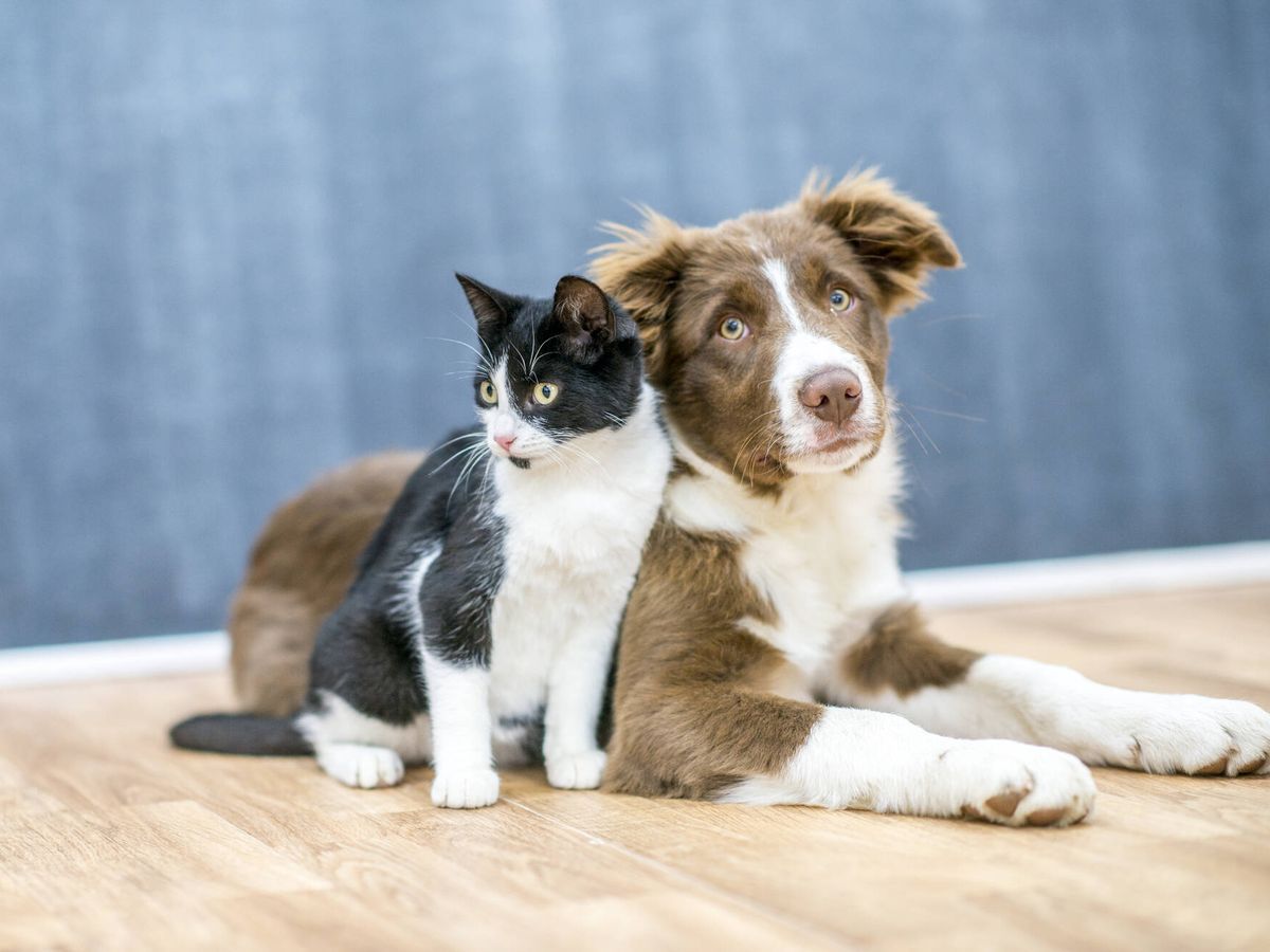 Se conmemora el Día Mundial contra la Rabia